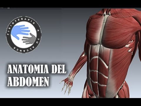 Musculos en el abdomen